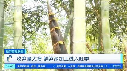 春筍搶"鮮"上市!工廠收筍量大漲 鮮筍深加工進入旺季&rarr;