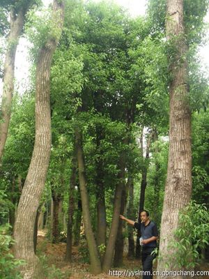 湖南香樟 ,湖南移栽香樟,湖南香樟 大規格香樟_喬木_世界工廠網
