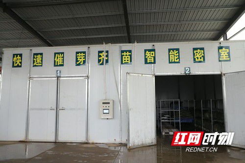 益陽赫山 工廠化育秧助力春耕