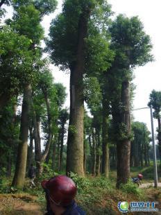 供應3000畝15至50公分湖南益陽香樟樹——優質農副產品選擇